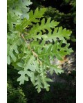 Дуб австрійський/турецький | Quercus cerris | Дуб австрийский/турецкий